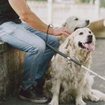 Handicap et autonomie : comment les chiens peuvent-ils faciliter le quotidien ? image-1788880543574